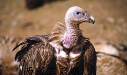 秃鹫吃瓜,揭秘生态平衡中的生死轮回