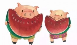 吃瓜猪比赛,趣味横生的农业竞技盛宴